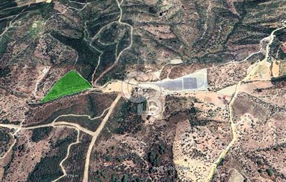 Seferihisar Beyler Köyünde Ormana Komşu Zeytinlik