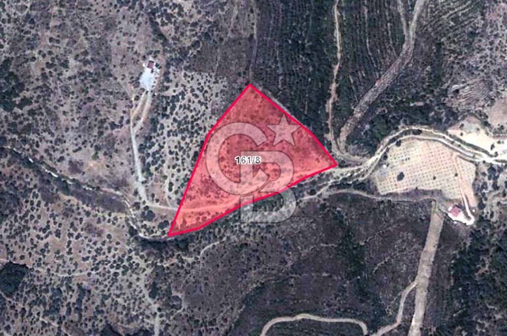 Seferihisar Beyler Köyünde Ormana Komşu Zeytinlik