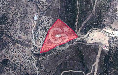 Seferihisar Beyler Köyünde Ormana Komşu Zeytinlik