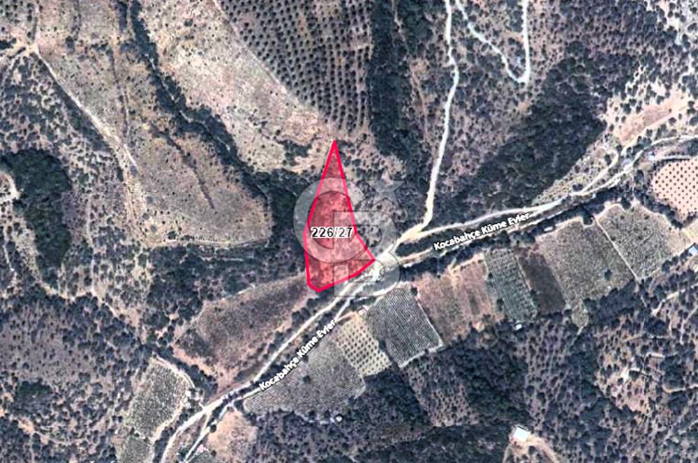 Seferihisar Beyler Köyünde Kadastral Yolu Olan Zeytinlik