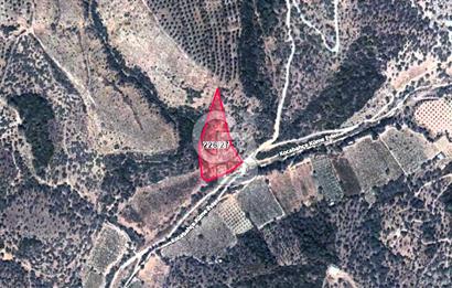 Seferihisar Beyler Köyünde Kadastral Yolu Olan Zeytinlik