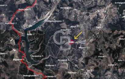 Seferihisar Beyler Köyünde Ormana Komşu Zeytinlik