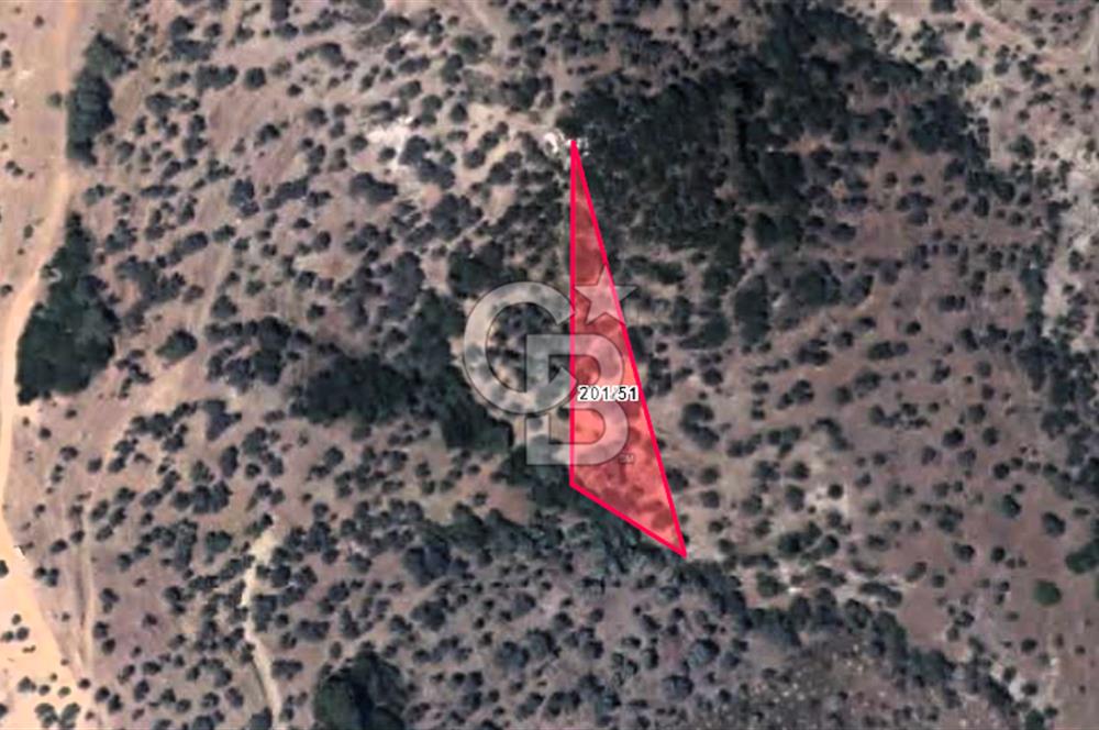 Seferihisar Beyler Köyünde 2112m² Zeytinlik