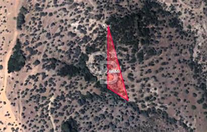 Seferihisar Beyler Köyünde 2112m² Zeytinlik