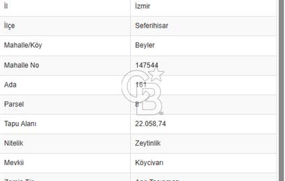 Seferihisar Beyler Köyünde Ormana Komşu Zeytinlik