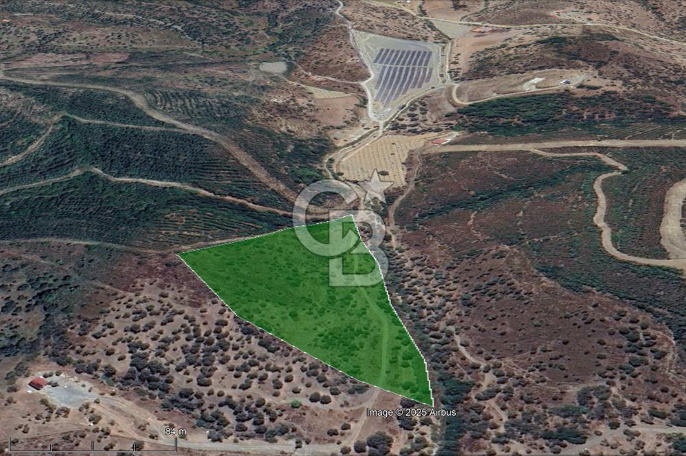 Seferihisar Beyler Köyünde Ormana Komşu Zeytinlik