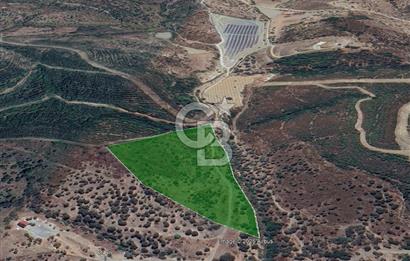 Seferihisar Beyler Köyünde Ormana Komşu Zeytinlik