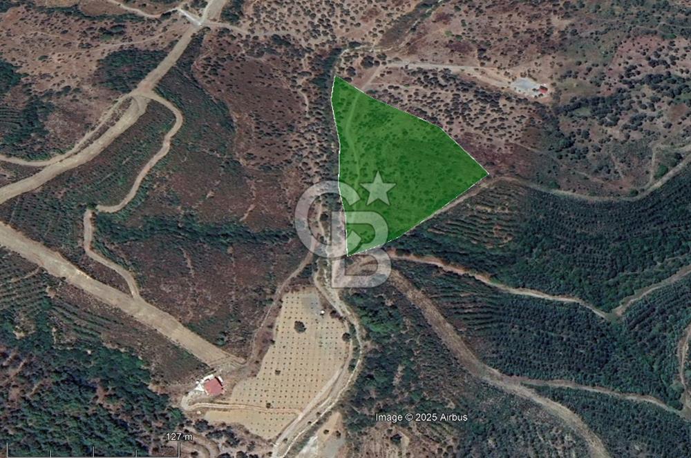 Seferihisar Beyler Köyünde Ormana Komşu Zeytinlik