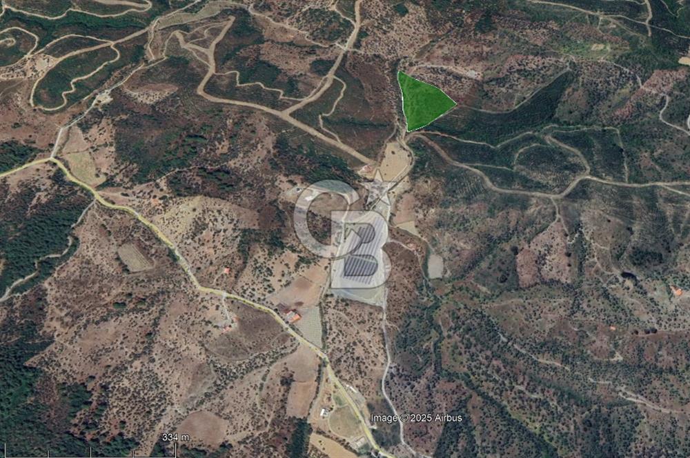 Seferihisar Beyler Köyünde Ormana Komşu Zeytinlik