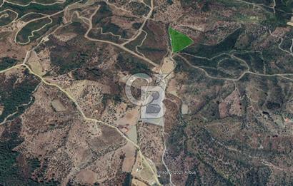 Seferihisar Beyler Köyünde Ormana Komşu Zeytinlik