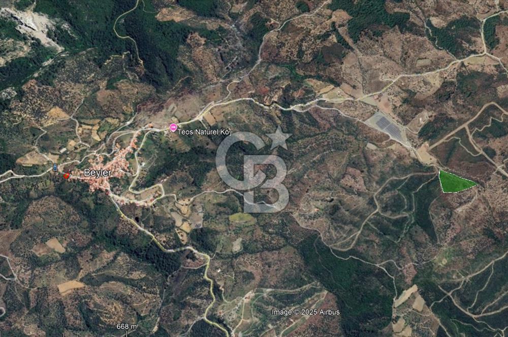 Seferihisar Beyler Köyünde Ormana Komşu Zeytinlik