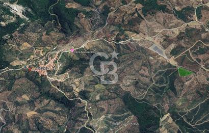 Seferihisar Beyler Köyünde Ormana Komşu Zeytinlik