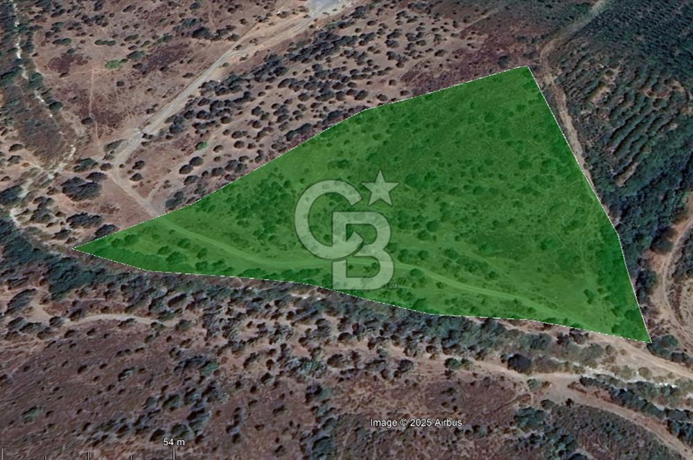 Seferihisar Beyler Köyünde Ormana Komşu Zeytinlik