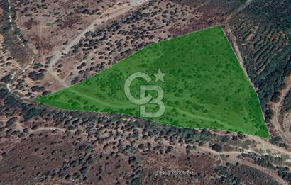 Seferihisar Beyler Köyünde Ormana Komşu Zeytinlik