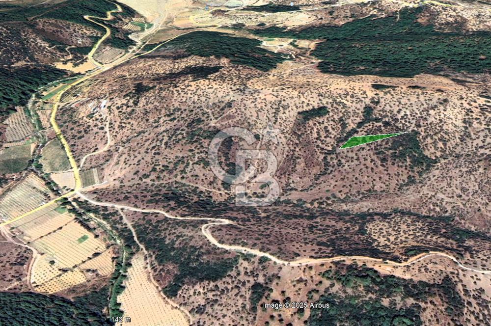 Seferihisar Beyler Köyünde 2112m² Zeytinlik