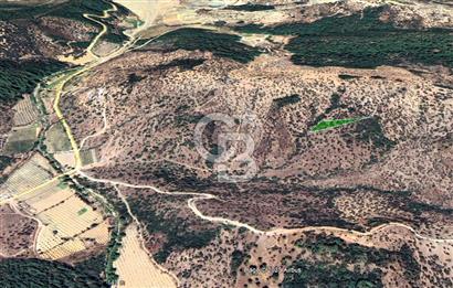 Seferihisar Beyler Köyünde 2112m² Zeytinlik