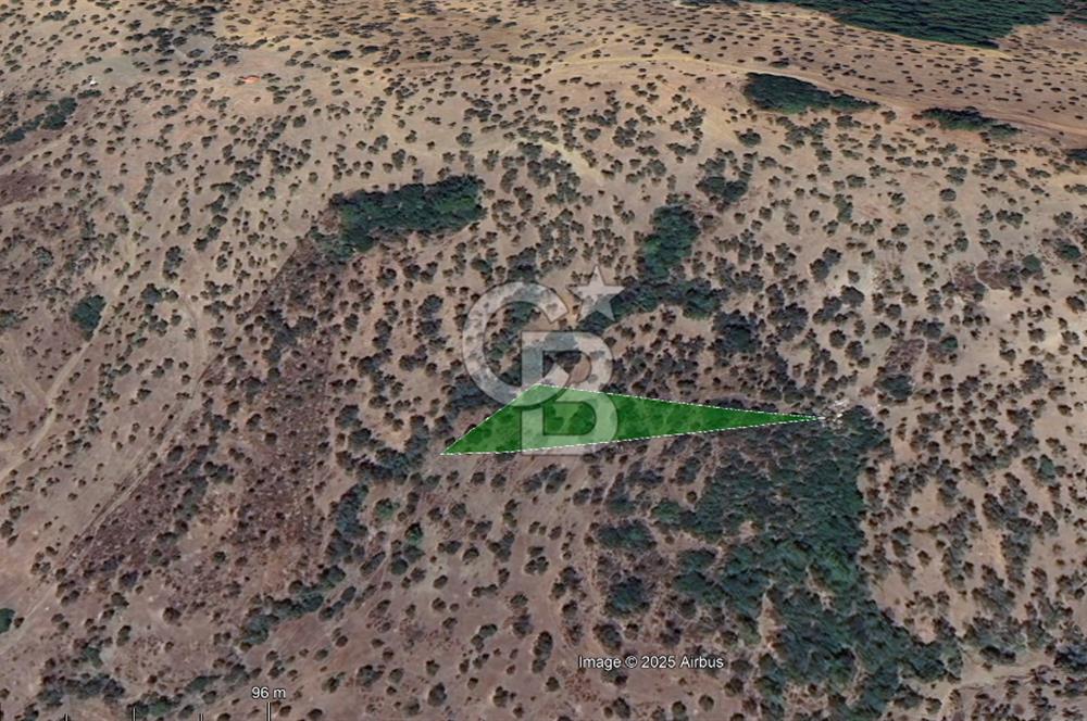 Seferihisar Beyler Köyünde 2112m² Zeytinlik