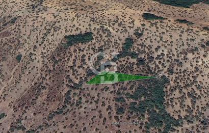 Seferihisar Beyler Köyünde 2112m² Zeytinlik