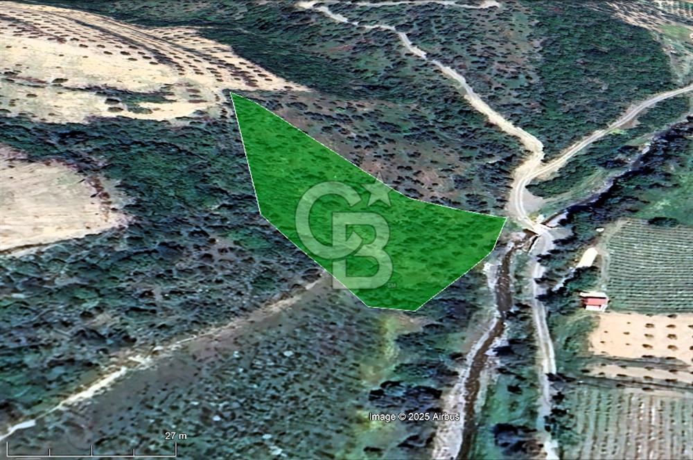 Seferihisar Beyler Köyünde Kadastral Yolu Olan Zeytinlik