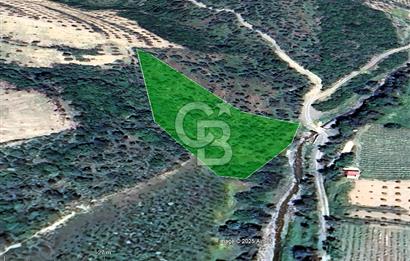 Seferihisar Beyler Köyünde Kadastral Yolu Olan Zeytinlik