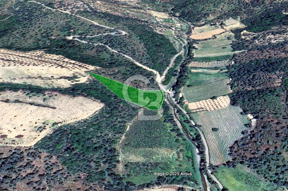 Seferihisar Beyler Köyünde Kadastral Yolu Olan Zeytinlik