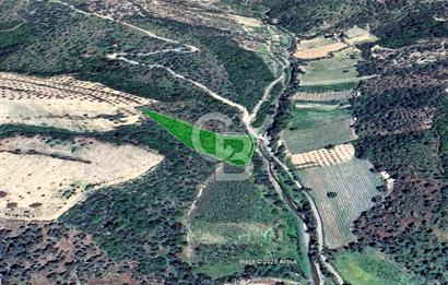 Seferihisar Beyler Köyünde Kadastral Yolu Olan Zeytinlik