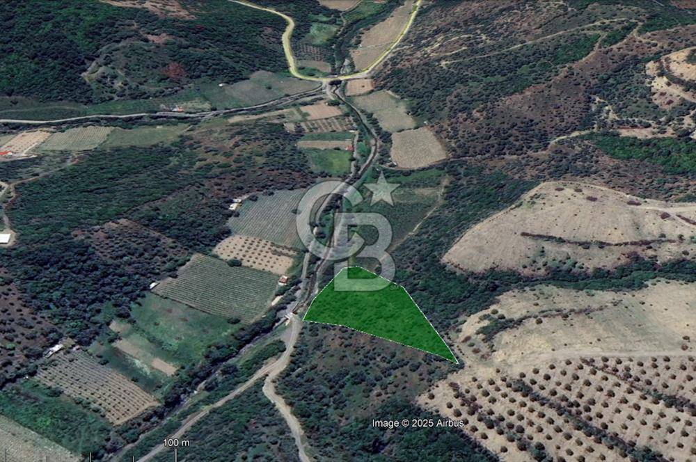 Seferihisar Beyler Köyünde Kadastral Yolu Olan Zeytinlik