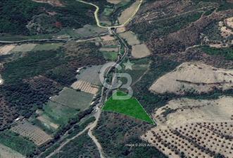 Seferihisar Beyler Köyünde Kadastral Yolu Olan Zeytinlik - 4 - 311974