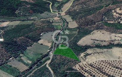 Seferihisar Beyler Köyünde Kadastral Yolu Olan Zeytinlik