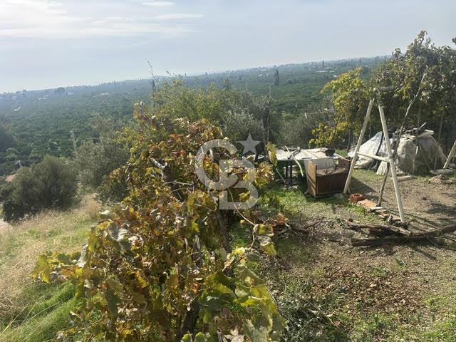 GÜMÜLDÜR'DE EŞSİZ DENİZ MANZARALI TEK PARSEL SATILIK ARSA