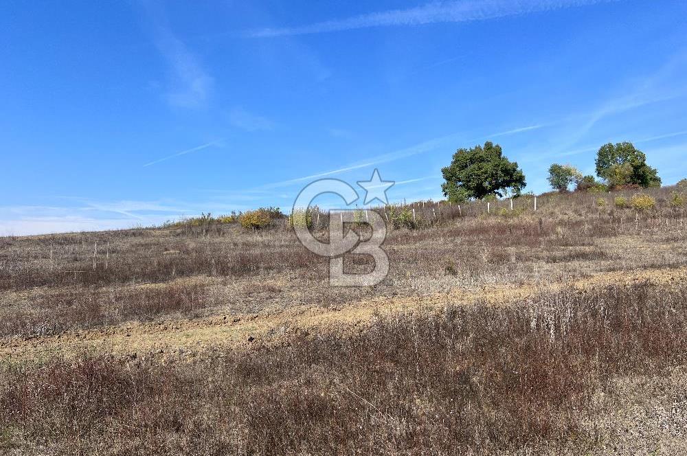 YALOVA ALTINOVA FEVZİYE KÖYÜ KADASTRO YOL CEPHELİ SATILIK TARLA