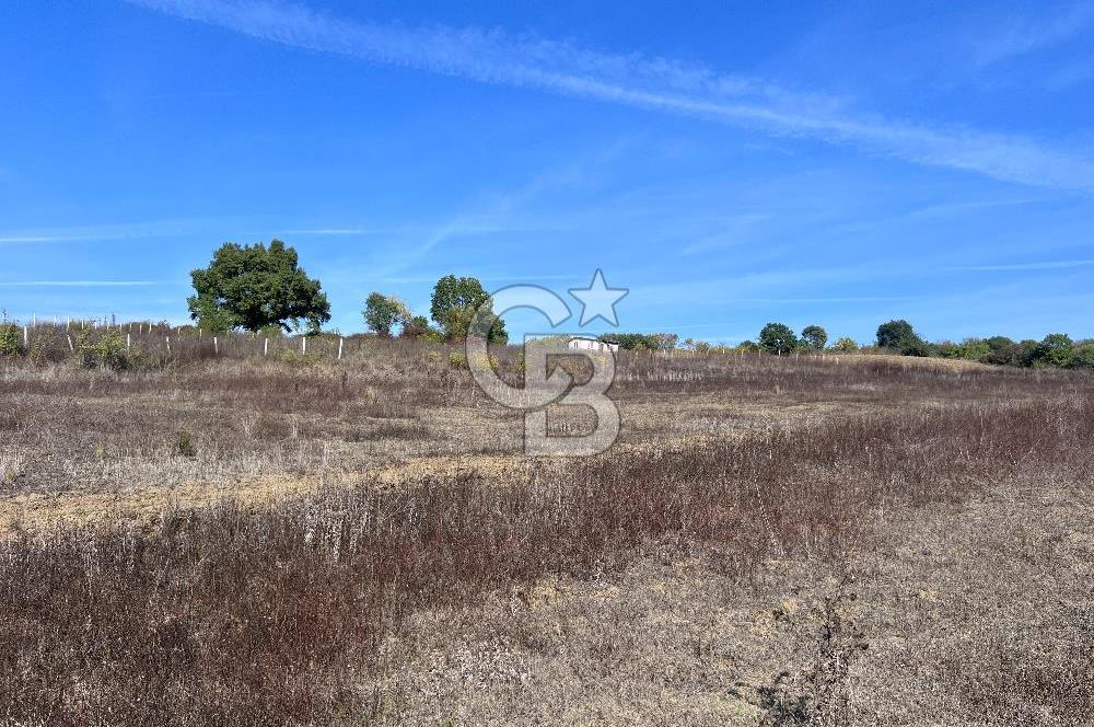 YALOVA ALTINOVA FEVZİYE KÖYÜ KADASTRO YOL CEPHELİ SATILIK TARLA