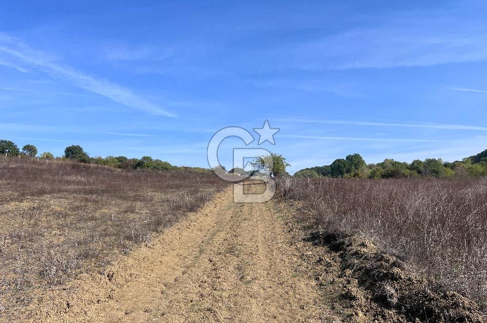 YALOVA ALTINOVA FEVZİYE KÖYÜ KADASTRO YOL CEPHELİ SATILIK TARLA