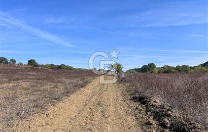 YALOVA ALTINOVA FEVZİYE KÖYÜ KADASTRO YOL CEPHELİ SATILIK TARLA