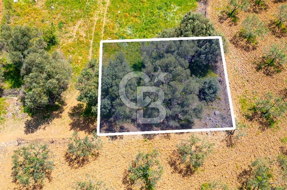 Foça Kocamehmetler'de Satılık 197 m2 Tarla