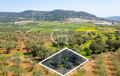 Foça Kocamehmetler'de Satılık 197 m2 Tarla