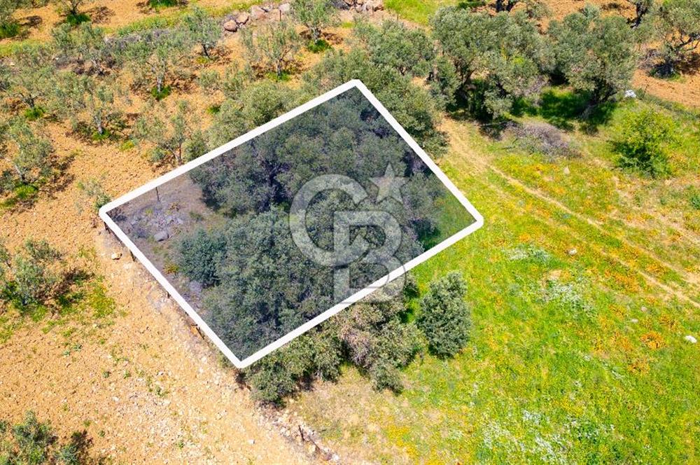 Foça Kocamehmetler'de Satılık 197 m2 Tarla