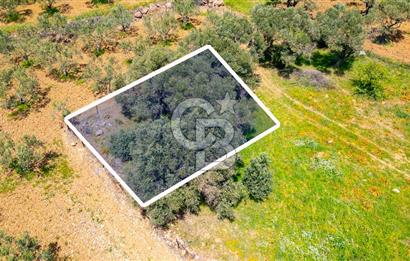 Foça Kocamehmetler'de Satılık 197 m2 Tarla