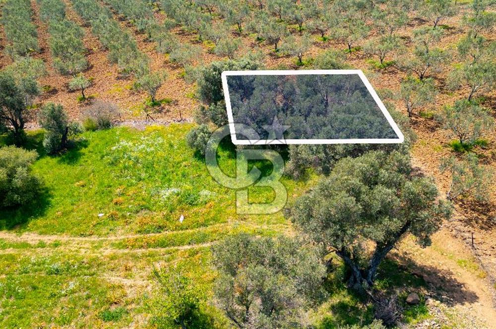 Foça Kocamehmetler'de Satılık 197 m2 Tarla