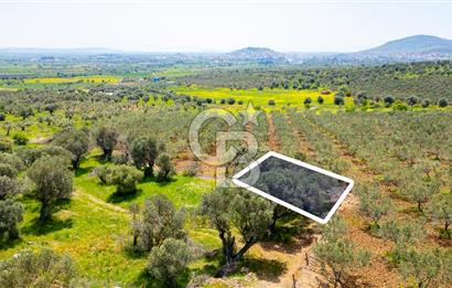 Foça Kocamehmetler'de Satılık 197 m2 Tarla