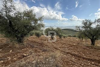 Torbalı Saipler Çubukdağında Satılık 7797m2 Zeytinlik - 6 - 312000