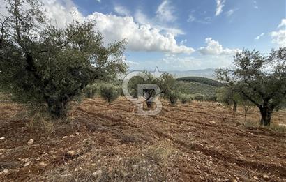 Torbalı Saipler Çubukdağında Satılık 7797m2 Zeytinlik
