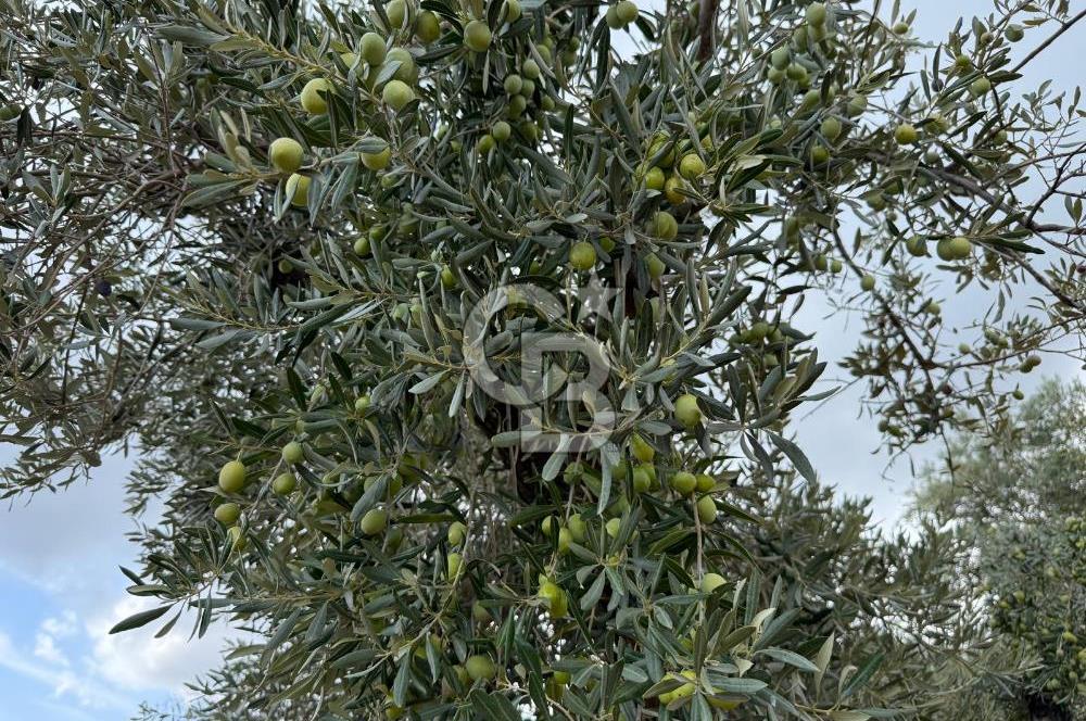 Torbalı Saipler Çubukdağında Satılık 7797m2 Zeytinlik