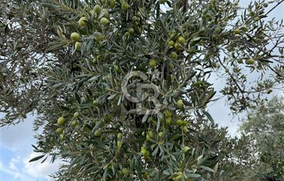 Torbalı Saipler Çubukdağında Satılık 7797m2 Zeytinlik