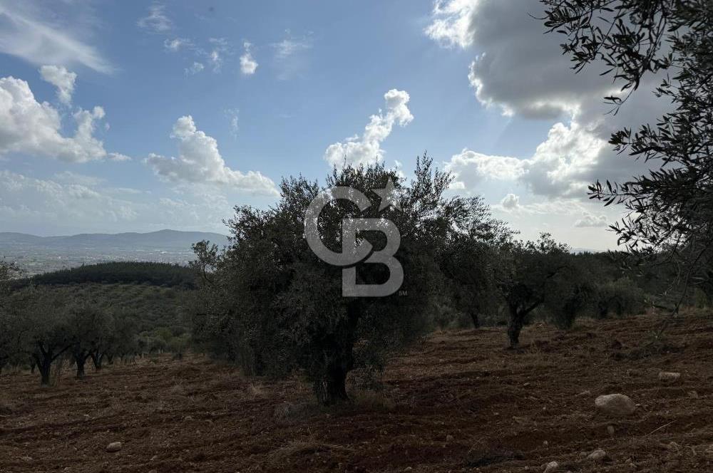 Torbalı Saipler Çubukdağında Satılık 7797m2 Zeytinlik