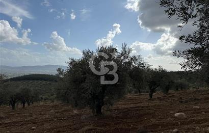 Torbalı Saipler Çubukdağında Satılık 7797m2 Zeytinlik