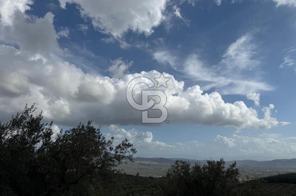 Torbalı Saipler Çubukdağında Satılık 7797m2 Zeytinlik