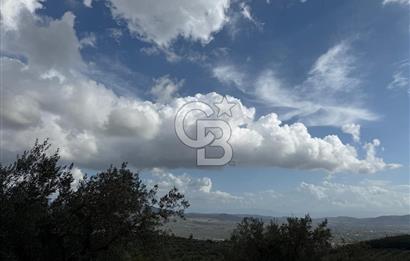 Torbalı Saipler Çubukdağında Satılık 7797m2 Zeytinlik