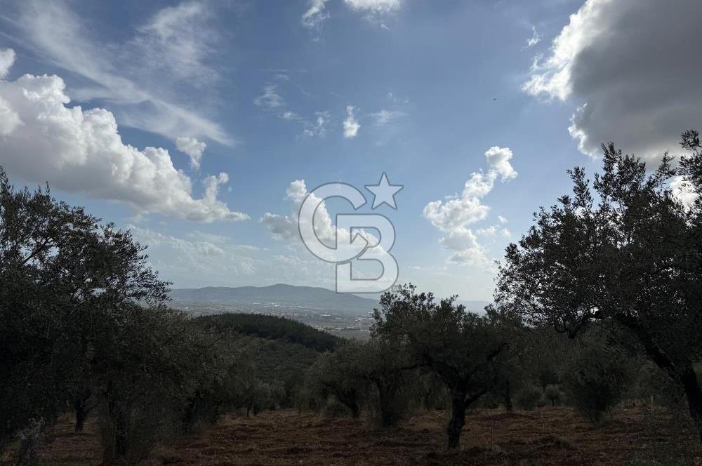 Torbalı Saipler Çubukdağında Satılık 7797m2 Zeytinlik