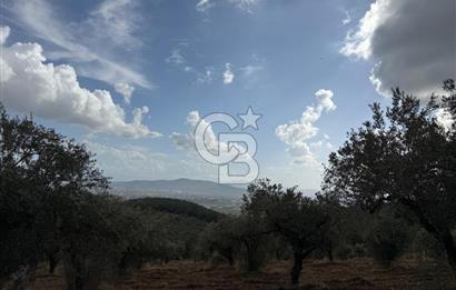 Torbalı Saipler Çubukdağında Satılık 7797m2 Zeytinlik